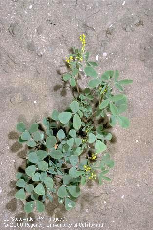 Mature plant of yellow sweetclover.