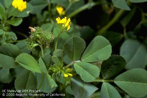 Leaves, flowers, and burlike fruit of California burclover.