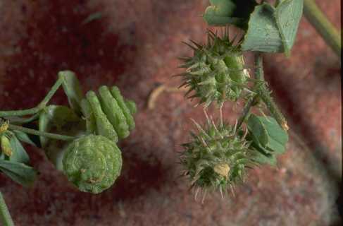 Two different types of seed pods of California burclover, Medicago polymorpha.