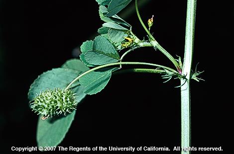 California burclover    Credit: Joseph M. DiTomaso