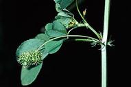 California burclover