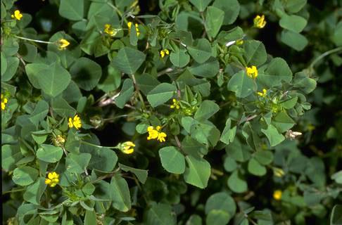 Leaves and flowers of California burclover.