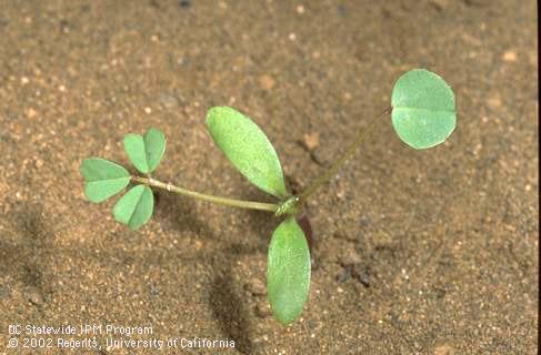 Seedling of California burclover, <I>Medicago polymorpha,</I> at the four-leaf stage. 