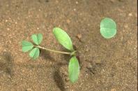 Seedling of California burclover