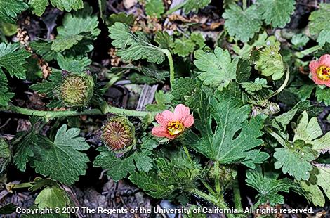 Bristly mallow, <I>Modiola caroliniana,</I> plant with flowers.  