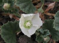 Alkali Mallow