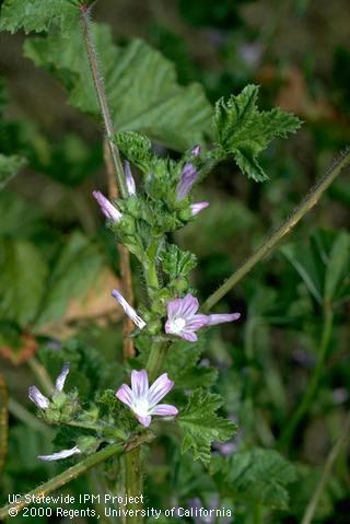 Flower of cheeseweed, little mallow.