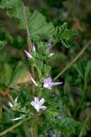 Little mallow