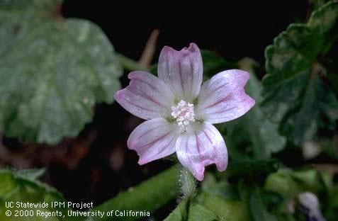 Flower of cheeseweed, little mallow.