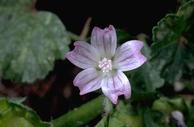 Flower of little mallow (cheeseweed), Malva parviflora.