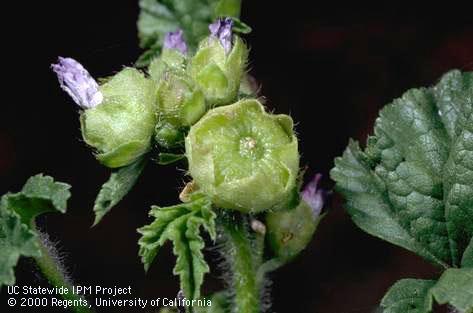 Cheeseweed fruit, little mallow fruit, <I>Malva parviflora</I><TT>.</TT>.