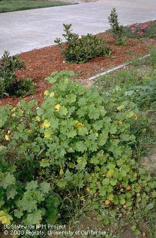 Infestation of little mallow, cheeseweed.