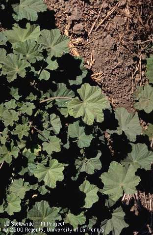 Mature plant of cheeseweed, little mallow.