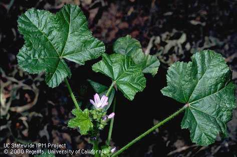 Little mallow