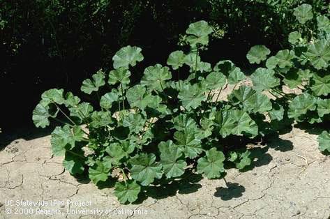 Cheeseweed mature plant, little mallow mature plant, <I>Malva parviflora</I><TT>.</TT>.