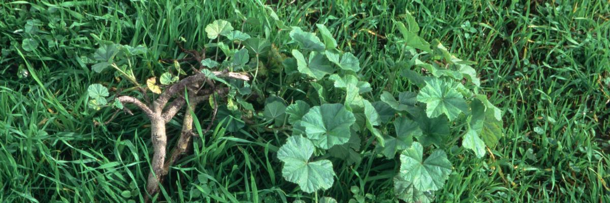 Round, scalloped leaves of mallow plant growing in a lawn. Credit: Jack Kelly Clark, UC IPM
