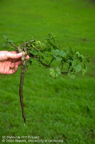 Little mallow rootstock, <I>Malva parviflora</I><TT>.</TT>.