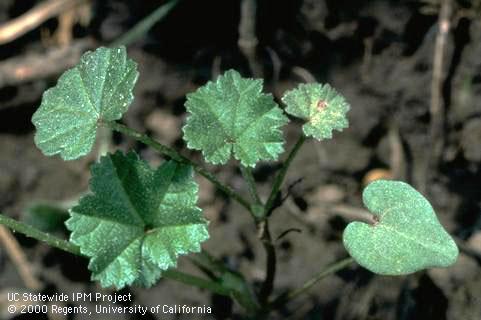 Seedling of cheeseweed, little mallow.