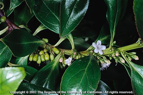 Myoporum, <I>Myoporum laetum,</I> flowering stem.  