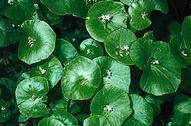 Miner's lettuce