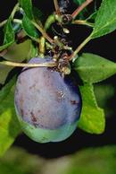 Gummy exudate and brown rot-infected fruit.