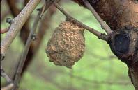 Photo of dry fruit mummy