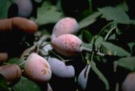 Quiescent (dormant) brown rot infections on immature prunes.