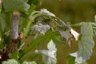 Wilted dying leaves due to an adult branch and twig borer, Melalgus (=Polycaon) confertus, burrowing near the shoot base.