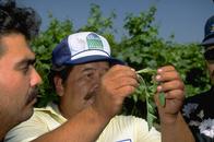 Photo of vineyard worker