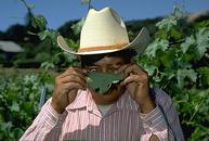 Photo of vineyard worker