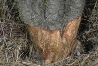 The crown and lower trunk of this tree have been girdled by voles, Microtus sp.