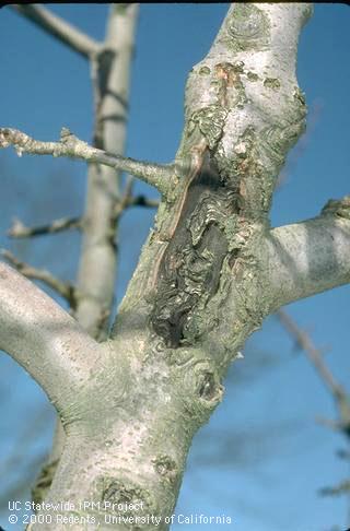 An old European canker, <i>Nectria galligena</i>, on a branch from which bark has fallen off.