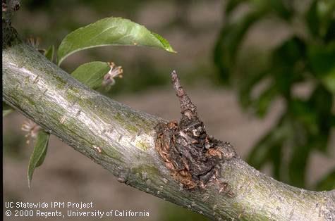 European canker, <i>Nectria galligena</i>, at the base of a twig killed by the fungus.