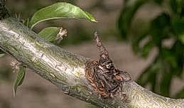 A Nectria canker at the base of a dead twig killed by the fungus.