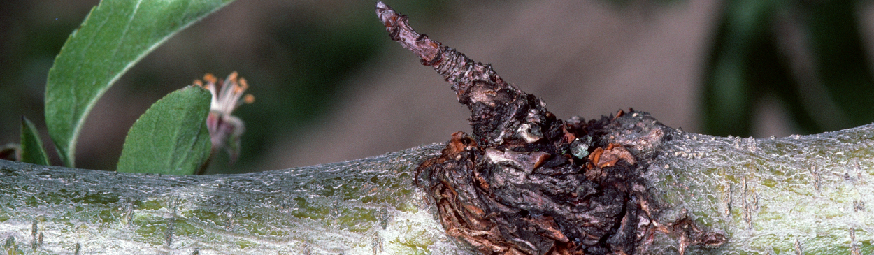 European canker symptoms around leaf scar.