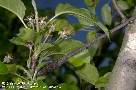 Branch/twig damaged by European canker.