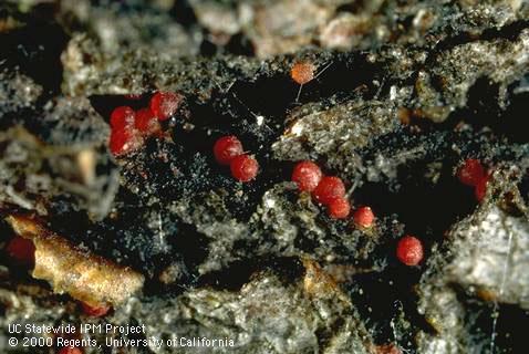 Red fruit bodies (perithecia) of European canker, <i>Nectria galligena</i>, erupting from cankered bark.