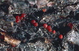 Red fruiting bodies of Nectria galligena produced in a canker during spring.