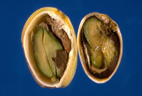 Stigmatomycosis causes the pistachio kernel to become darkened and slimy.