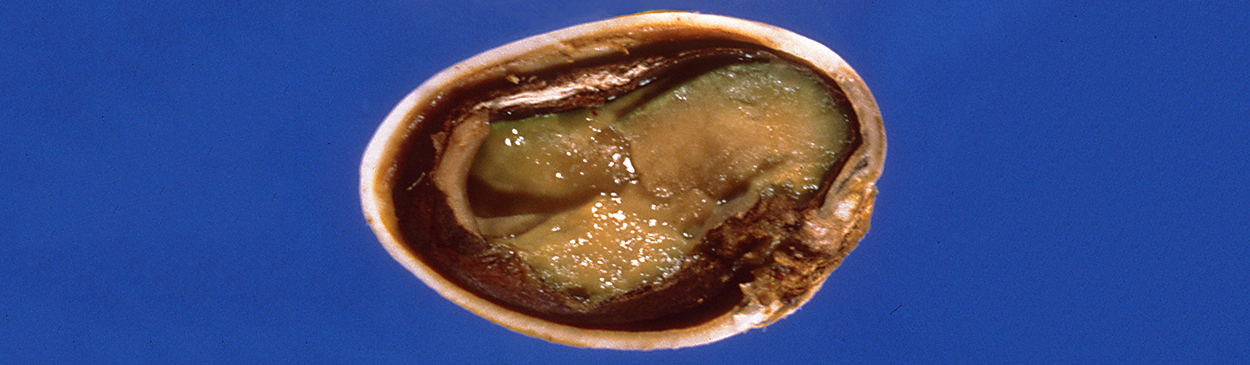 Stigmatomycosis causes the pistachio kernel to become darkened and slimy.