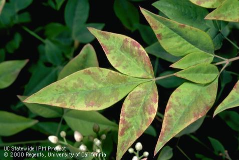 Nandina virus symptoms on foliage of heavenly bamboo.