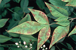 Nandina leaves discolored by virus