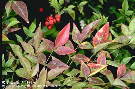 Nandina virus symptoms on foliage of heavenly bamboo.