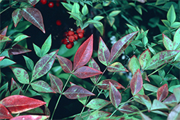 Red mottling of heavenly bamboo