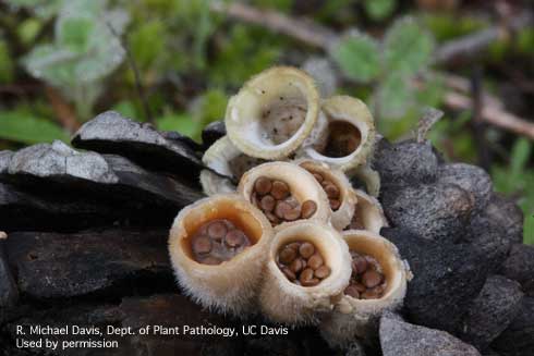 Fruiting bodies of the bird's nest fungus, <i>Nidula candida.</i>.