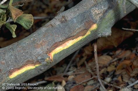 Bark removed to reveal reddish brown cambium and wood from a Nectria canker, <i>Nectria</i> sp. next to healthy green and white tissue.