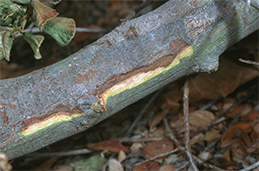 Bark removed to reveal reddish brown cambium and wood due to Nectria canker next to healthy green and white tissue.