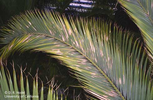 Leaf spots are just one of several symptoms of pink rot, caused by <I>Nalanthamala vermoeseni,</i> on this Canary Island date palm, <I>Phoenix canariensis.</I>.