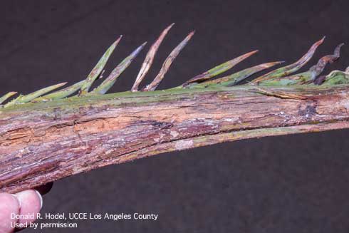 Leaves of this Medjool date palm have symptoms of pink rot on the rachis.