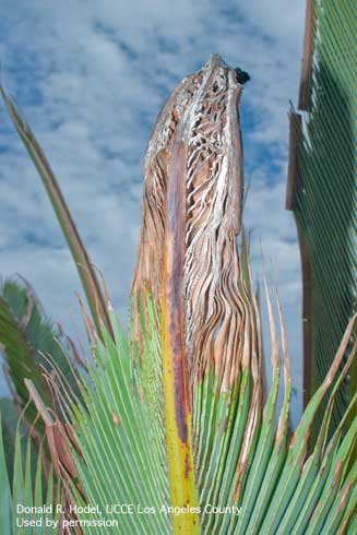 A newly emerging leaf of Canary Island date palm, <i>Phoenix canariensis</i>, showing symptoms of pink rot caused by <i>Nalanthamala vermoeseni</i>.